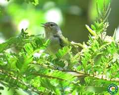 Conirostrum speciosum