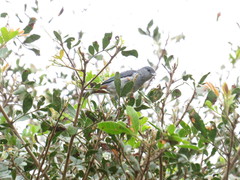 Conirostrum speciosum