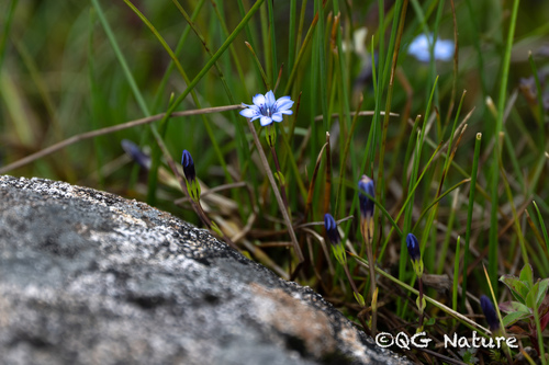 Gentiana haynaldii