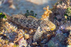 Ornate Goby photo 3