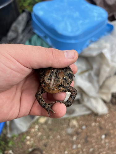 American Toad