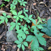 Parthenocissus quinquefolia quinquefolia - Photo (c) emmacatherine14, some rights reserved (CC BY-NC)