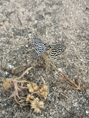 Tarucus theophrastus