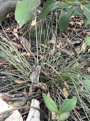 Fimbristylis ferruginea