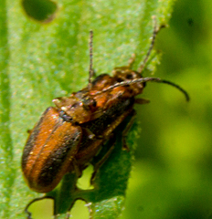 Galerucella calmariensis