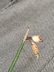 Fimbristylis ferruginea