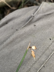 Fimbristylis ferruginea