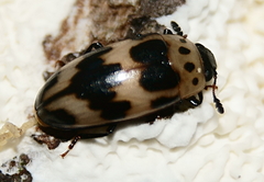 Ischyrus quadripunctatus