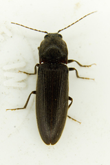Hemicrepidius nemnonius