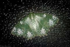 Eucyclodes fascinans