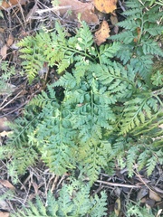 Asplenium adiantum-nigrum
