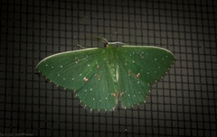 Prasinocyma iosticta