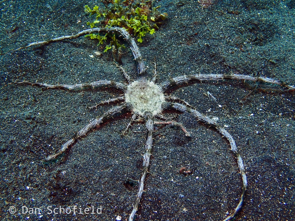 Haeckel's anemone