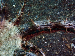 Actinostephanus haeckeli