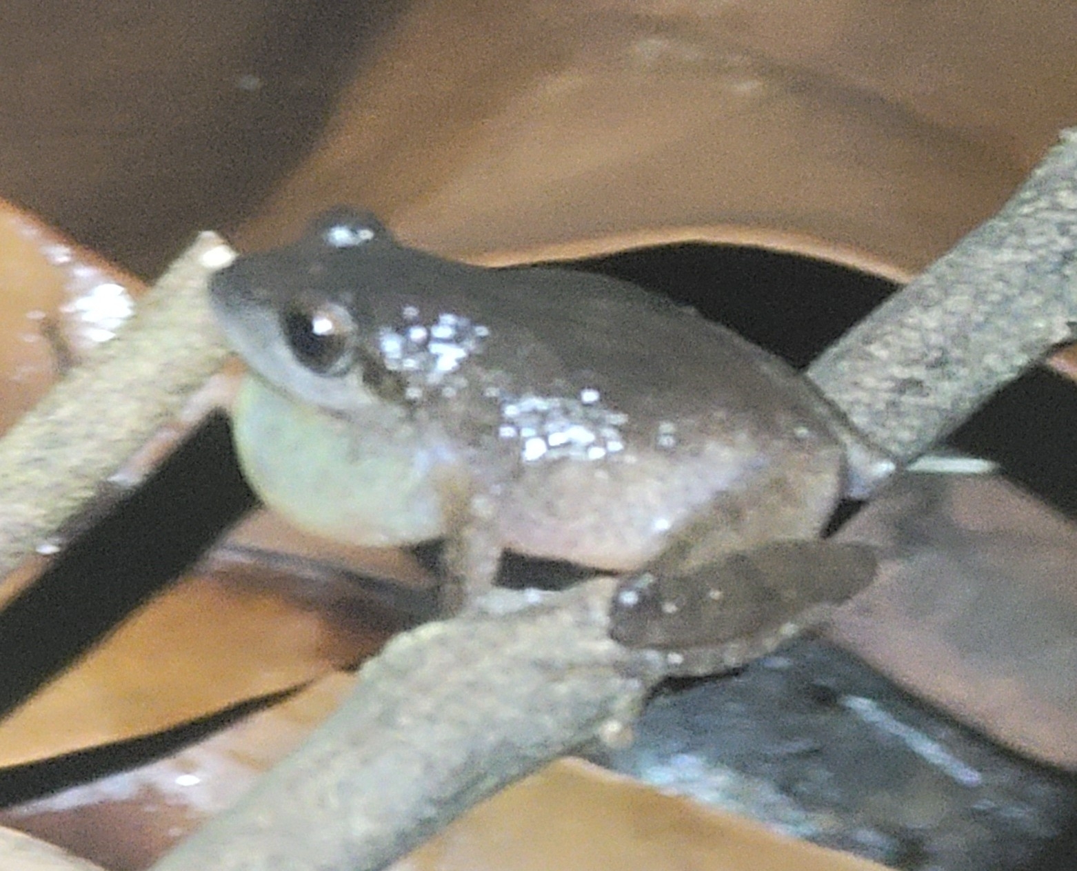 Wynaad Brown Eared Shrub Frog