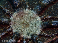 Actinostephanus haeckeli