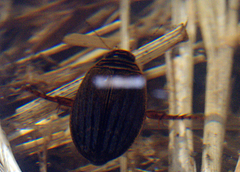 Acilius semisulcatus