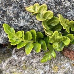 Asplenium marinum