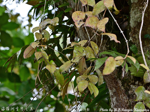 Hoya ignorata T.B.Tran, Rodda, Simonsson & Joongku Lee