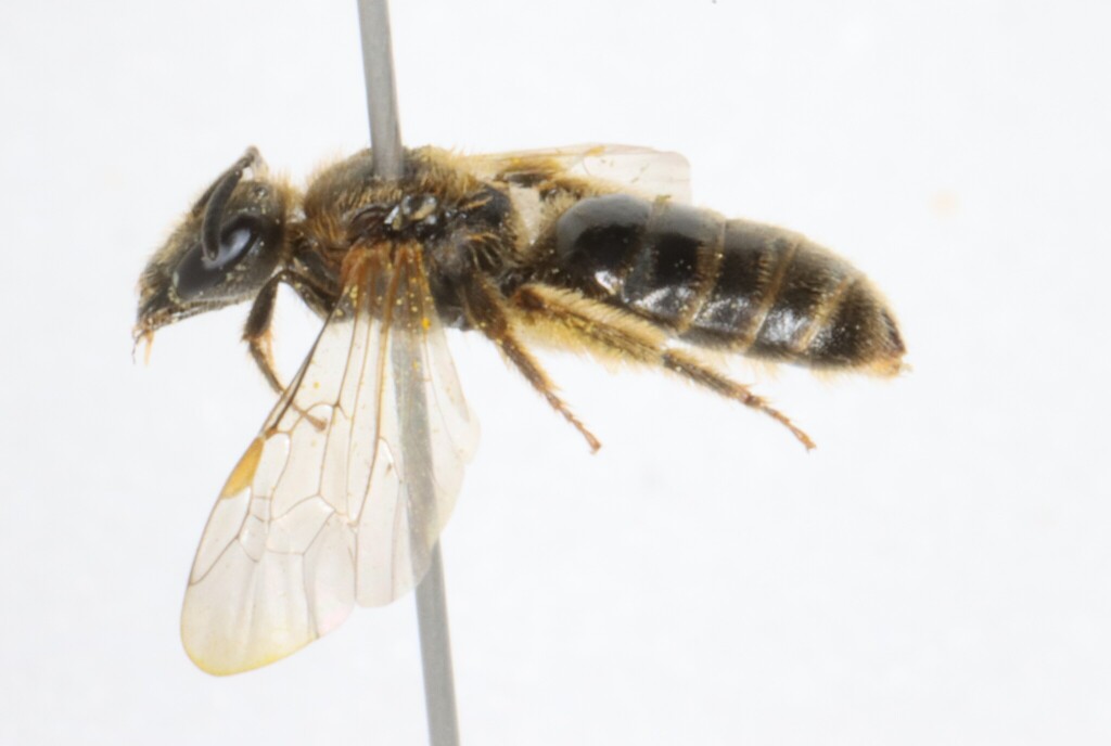 Lasioglossum occultum