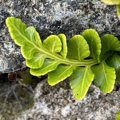 Asplenium marinum