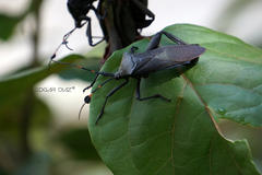 Pachylis acutangulus