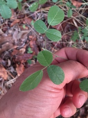Desmodium rotundifolium