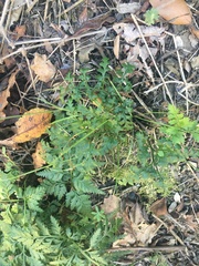 Asplenium adiantum-nigrum