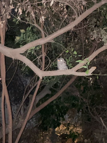 View observation of {o.common_name} on iNaturalist