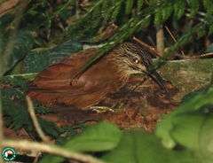 Xiphocolaptes albicollis