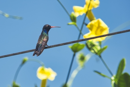 Turquoise-crowned Hummingbird (Cynanthus doubledayi), photo 9