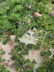 Pontia glauconome