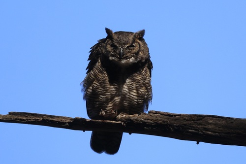 View observation of {o.common_name} on iNaturalist