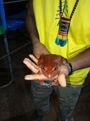 Leptodactylus labyrinthicus