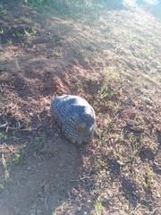 Stigmochelys pardalis
