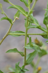 Heterotheca oregona