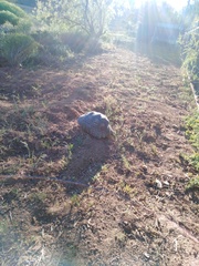 Stigmochelys pardalis