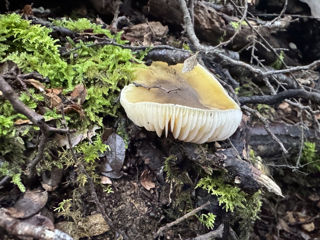 Tricholoma viridiolivaceum · July 2025 · photo: © iandickie (iNaturalist, cc-by)
