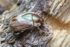 Mimela discoidea
