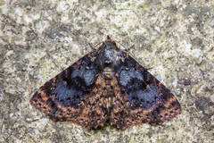 Diomea diffusifascia