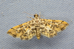 Lamprosema