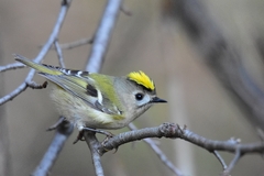 Goldcrest - Photo (c) Илья Сухов, some rights reserved (CC BY-NC), uploaded by Илья Сухов