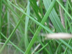 Poaceae