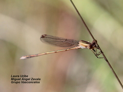 Lestes alacer