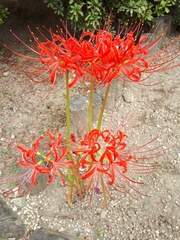 Lycoris radiata