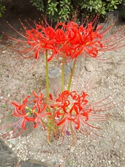Lycoris radiata