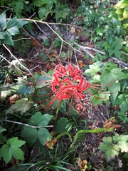 Lycoris radiata
