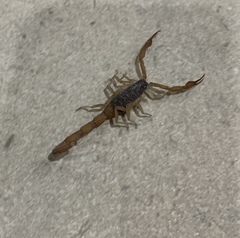 Centruroides ochraceus