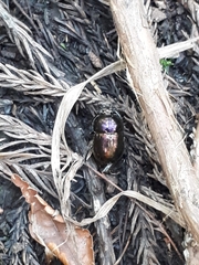 Phelotrupes laevistriatus