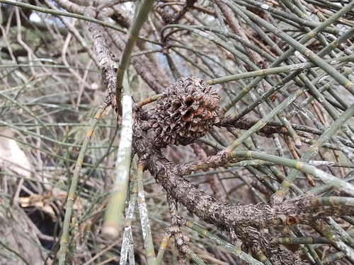 Casuarina obesa observed 2025-07-11